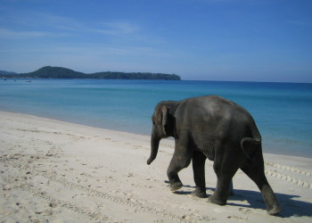 Слон на пляже в Банг-Тао-Бич, Тайланд – фотографии Таиланда