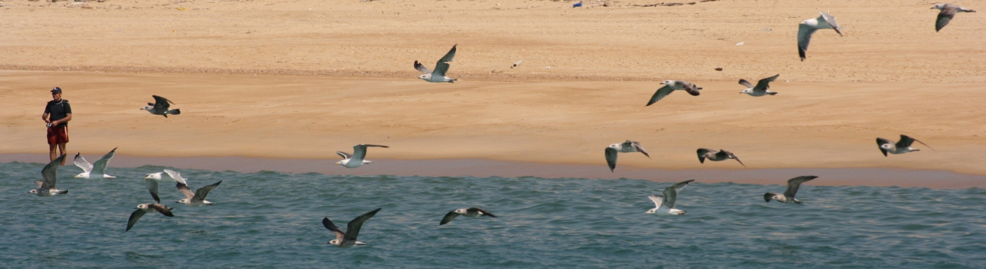 Птицы в Капбретоне, Франция – фотографии Франции