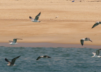 Птицы в Капбретоне, Франция – фотографии Франции