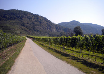 Виноградники в окрестностях городка Шпиц – фотографии Австрии