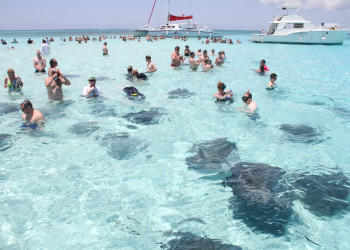 Скаты в Стингрей Сити, Большой Кайман. Фото 1 – фотографии Каймановых островов