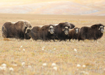 Овцебыки на острове Врангеля, Чукотка – фотографии России
