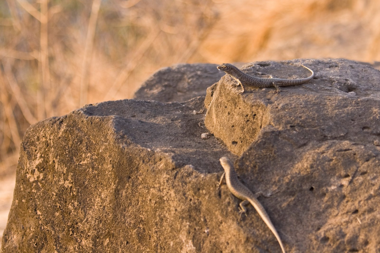 Фернанду-ди-Норонья, Бразилия, фото № 60450 – фотографии Бразилии