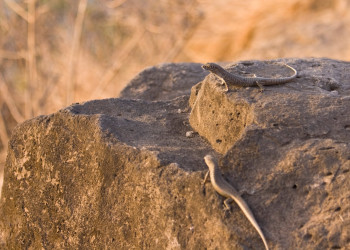 Фернанду-ди-Норонья, Бразилия, фото № 60450 – фотографии Бразилии