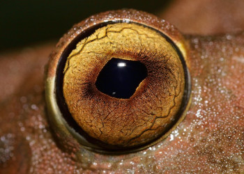 Французская Гвиана, фото № 2129 – фотографии Французской Гвианы