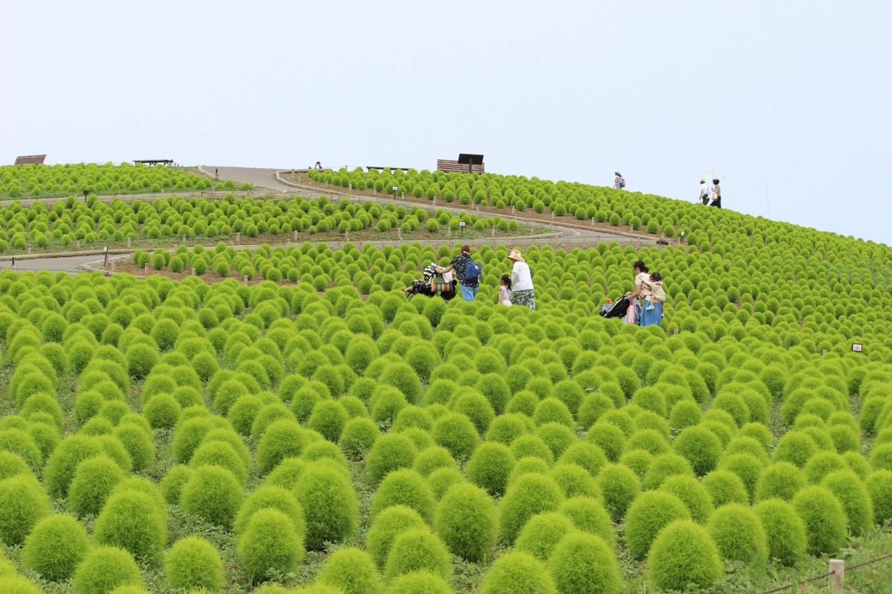 Сады парка Хитачи (Hitachi Seaside Park) в Хитатинака, Япония – фотографии Японии