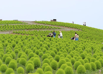 Сады парка Хитачи (Hitachi Seaside Park) в Хитатинака, Япония – фотографии Японии