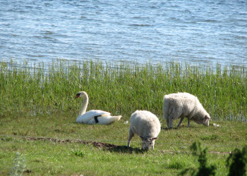 Вормси – фотографии Эстонии