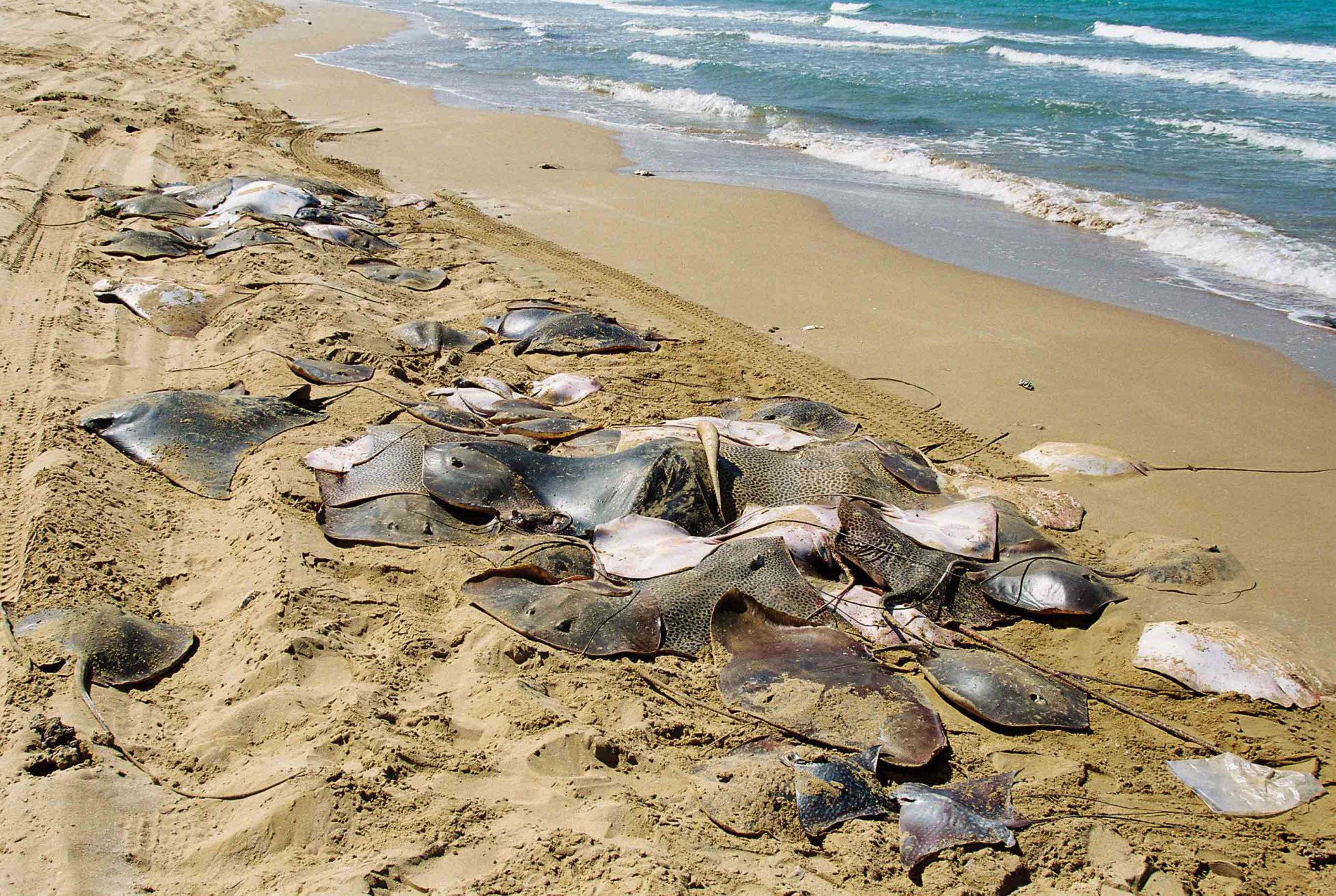 Рас-аль-Хайма, ОАЭ, фото № 61031 – фотографии ОАЭ