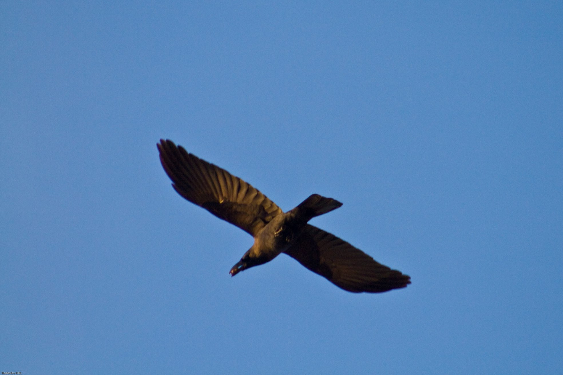 Негомбо, Шри-Ланка, фото № 51971 – фотографии Шри-Ланки