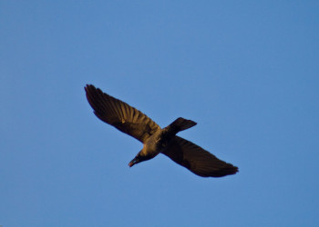 Негомбо, Шри-Ланка, фото № 51971 – фотографии Шри-Ланки