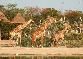 Сафари-Ворлд (Safari World), Тайланд – фотографии Таиланда