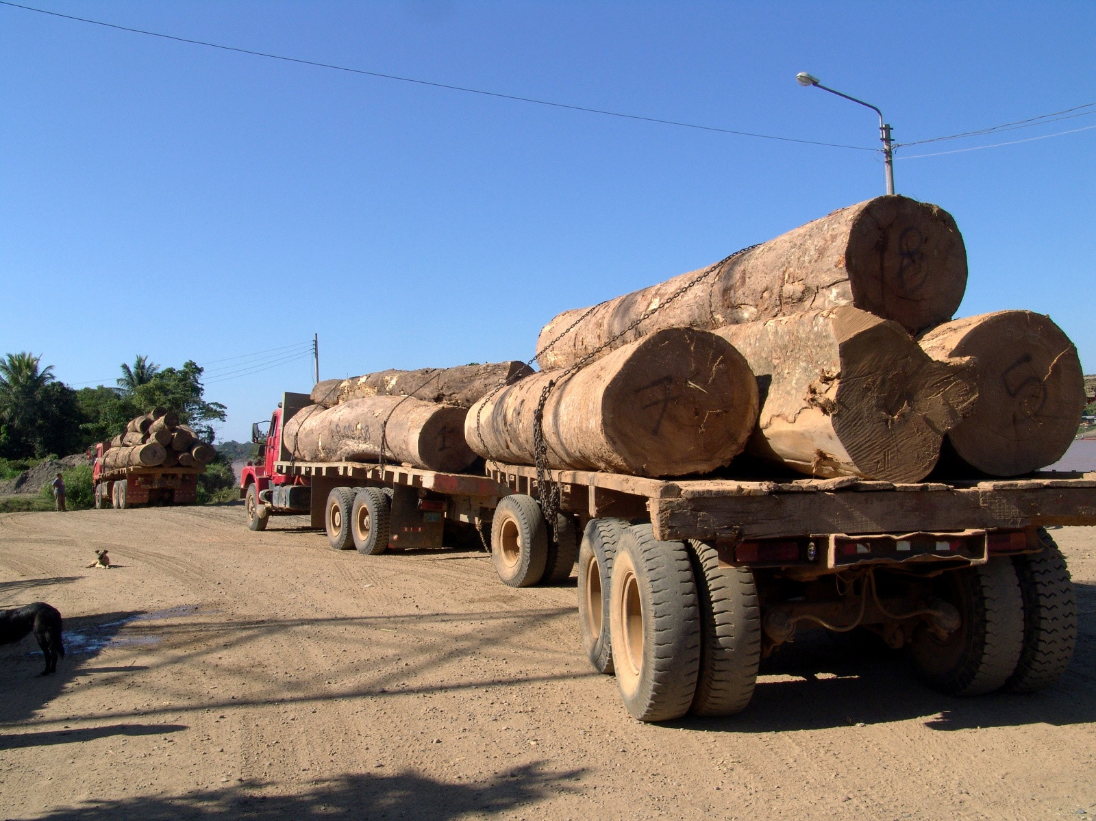 Вырубают тропически леса гады – фотографии Перу