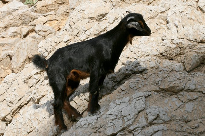 Рас-аль-Хайма, ОАЭ, фото № 61045 – фотографии ОАЭ