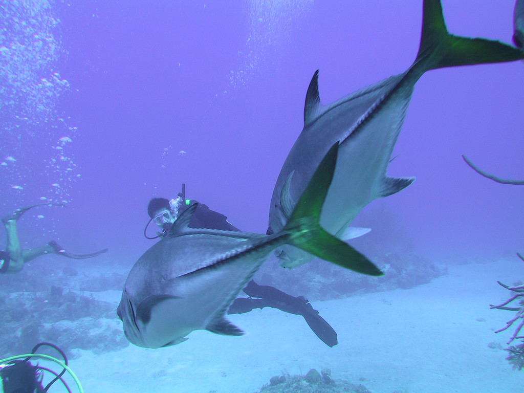Дайвинг в водах острова Саут-Кайкос (South Caicos) – фотографии Тёркс и Кайкос