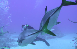 Дайвинг в водах острова Саут-Кайкос (South Caicos) – фотографии Тёркс и Кайкос