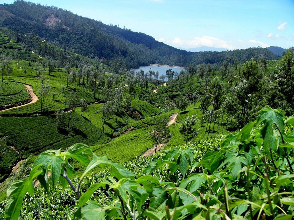 Нувара Элия, Шри-Ланка, фото № 52095 – фотографии Шри-Ланки