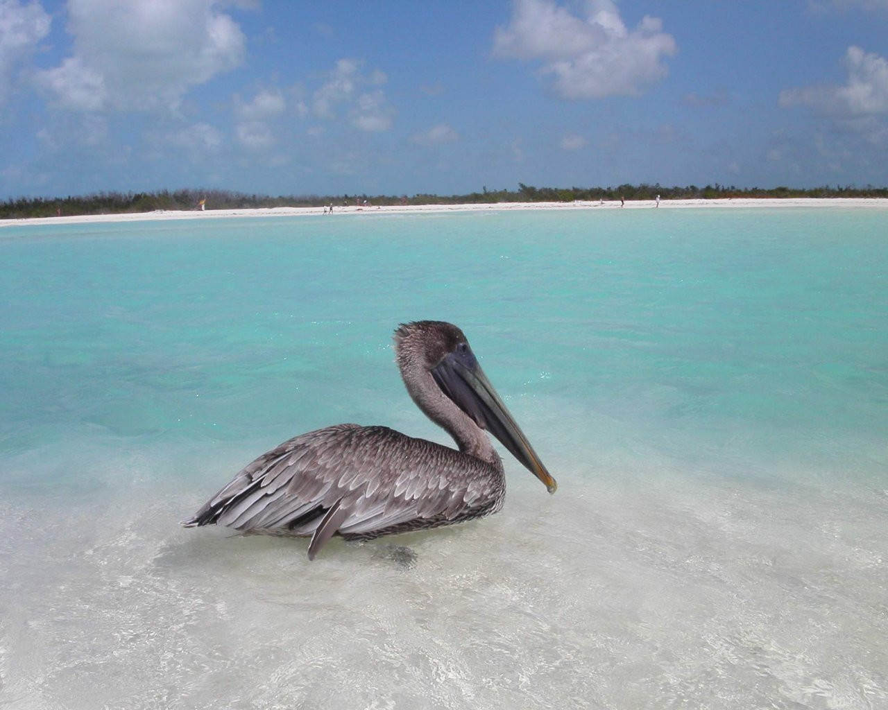 Птица в Кайо-Ларго, Куба. Фото 5 – фотографии Кубы