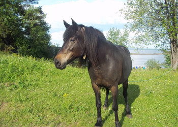 Лошадь на острове Кий, Россия – фотографии России