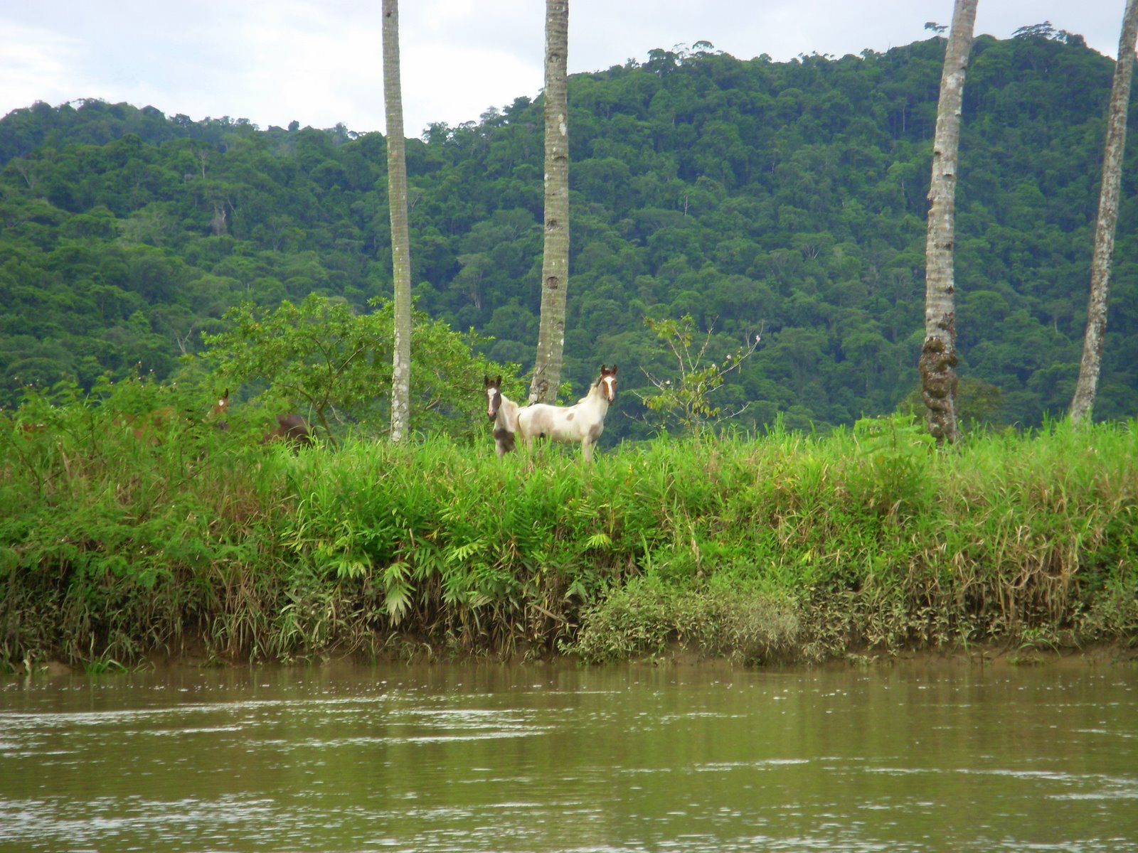 Гольфито, Пунтаренас провинция, Коста-Рика, фото № 40410 – фотографии Коста-Рики