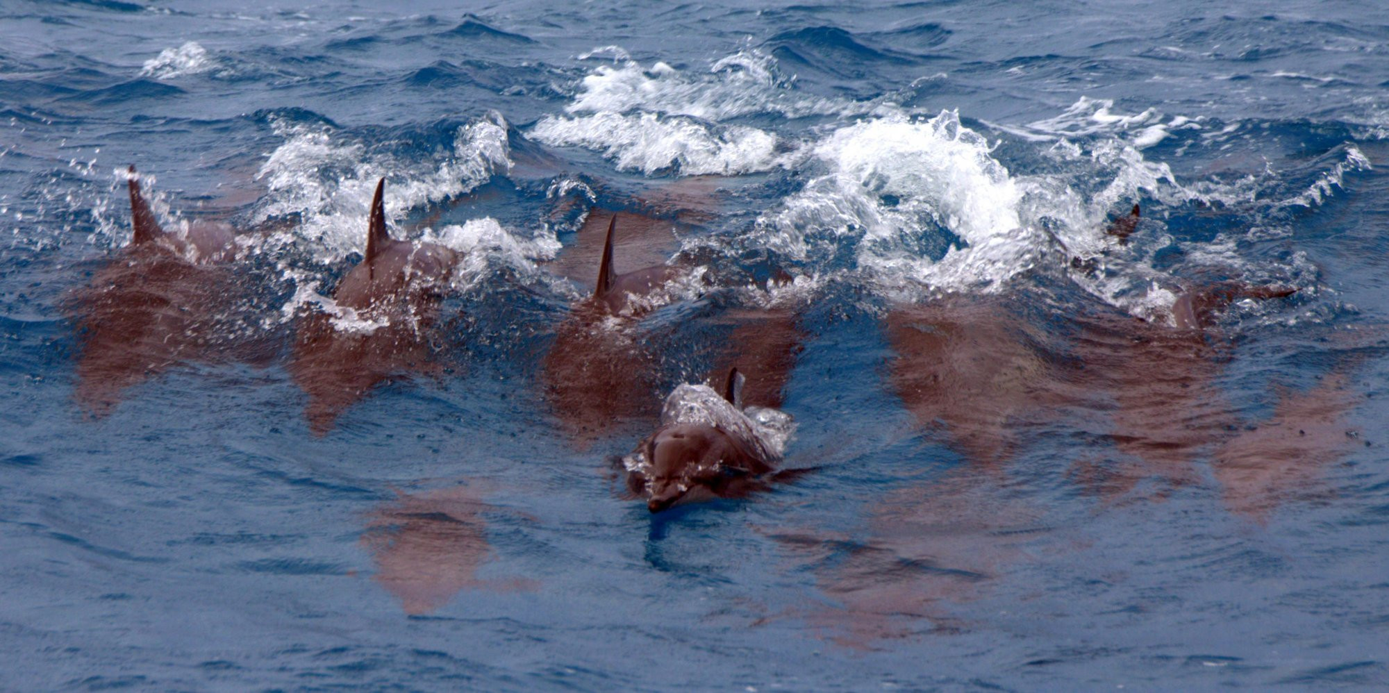 Рыбы в Южный Мале Атолл, Мальдивы – фотографии Мальдивских островов