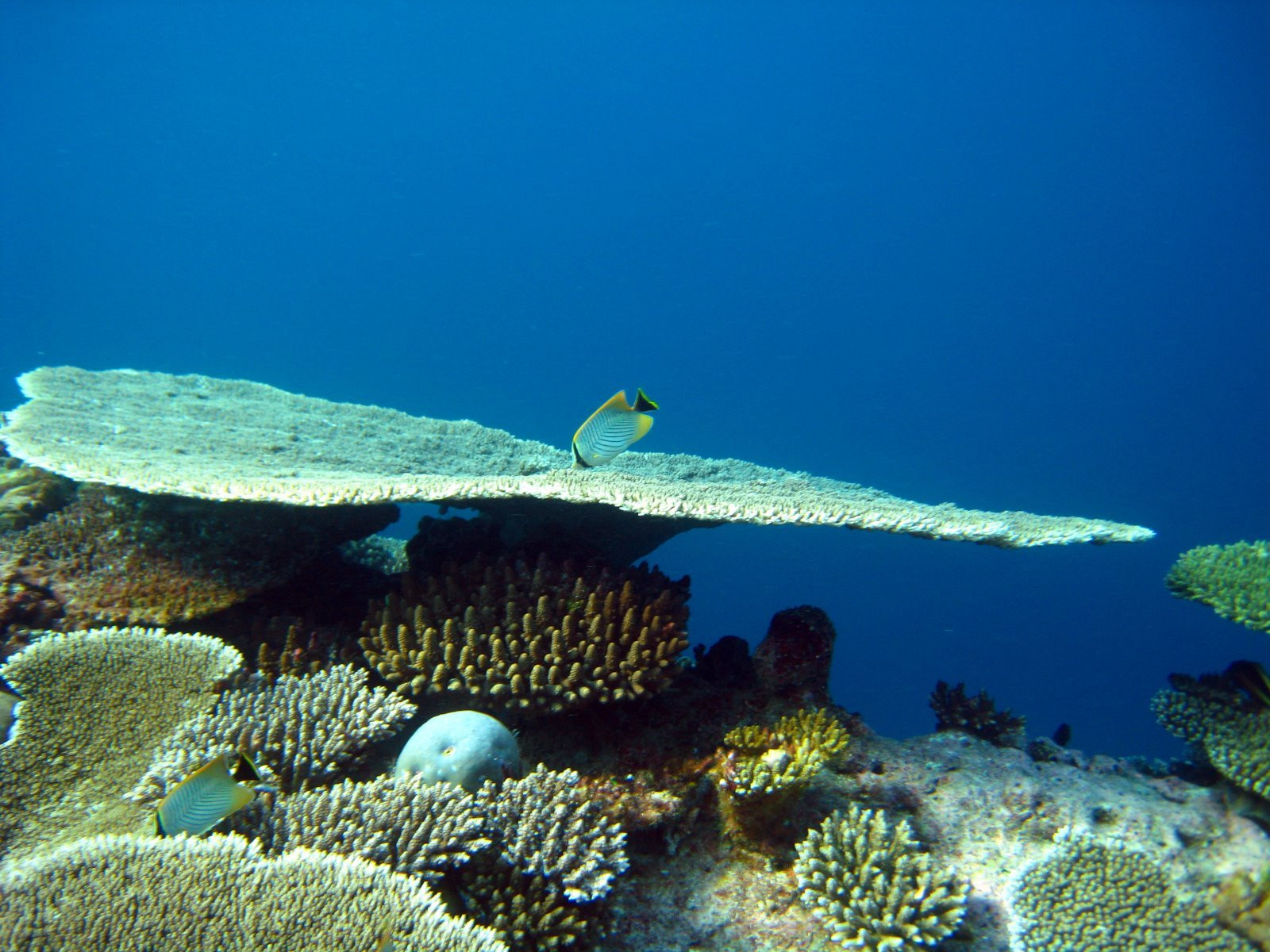 Подводный мир на Мальдивах. Фото 6 – фотографии Мальдивских островов