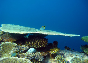 Подводный мир на Мальдивах. Фото 6 – фотографии Мальдивских островов