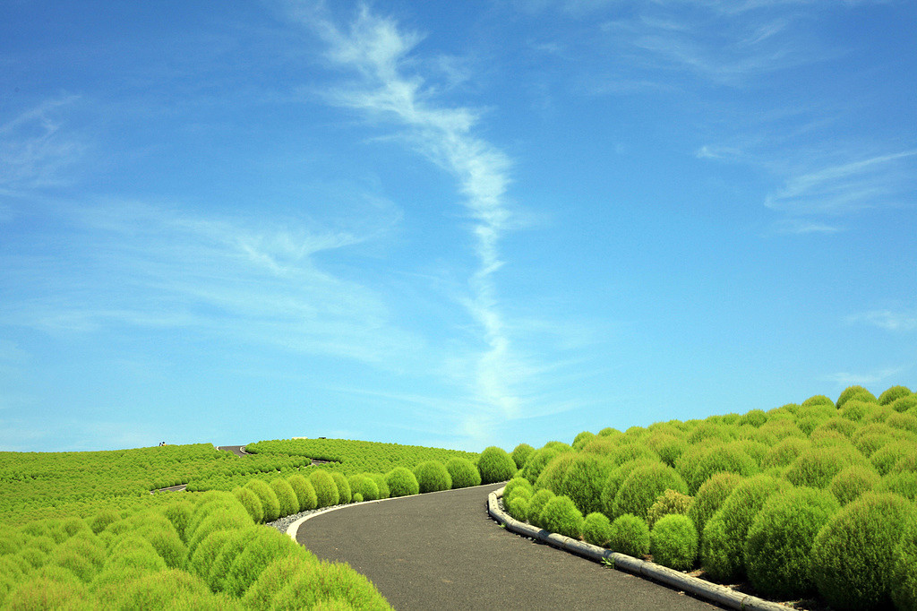 Замечательный парк Хитачи-Сисайд в Японии – фотографии Японии