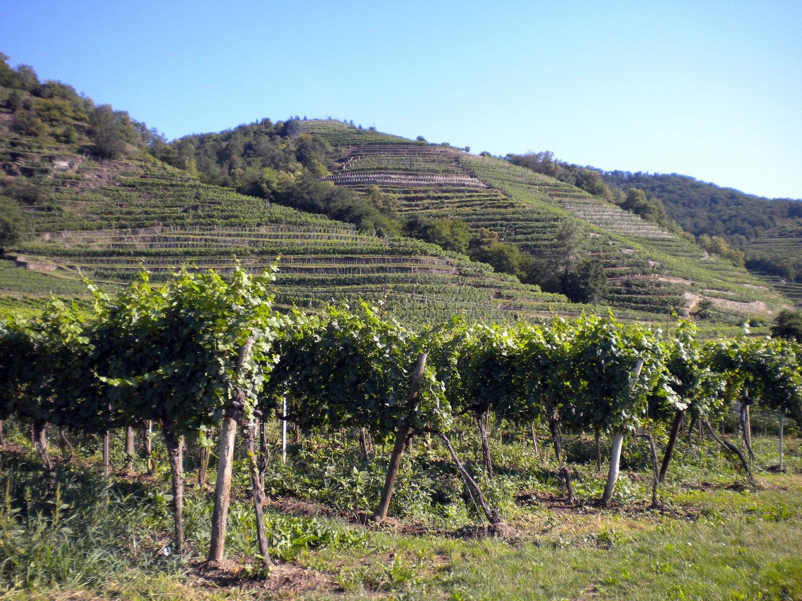 Шпиц (Spitz) – фотографии Австрии