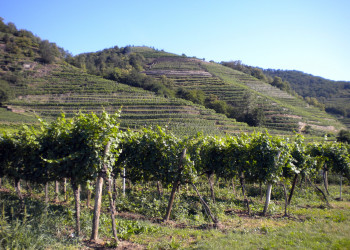 Шпиц (Spitz) – фотографии Австрии