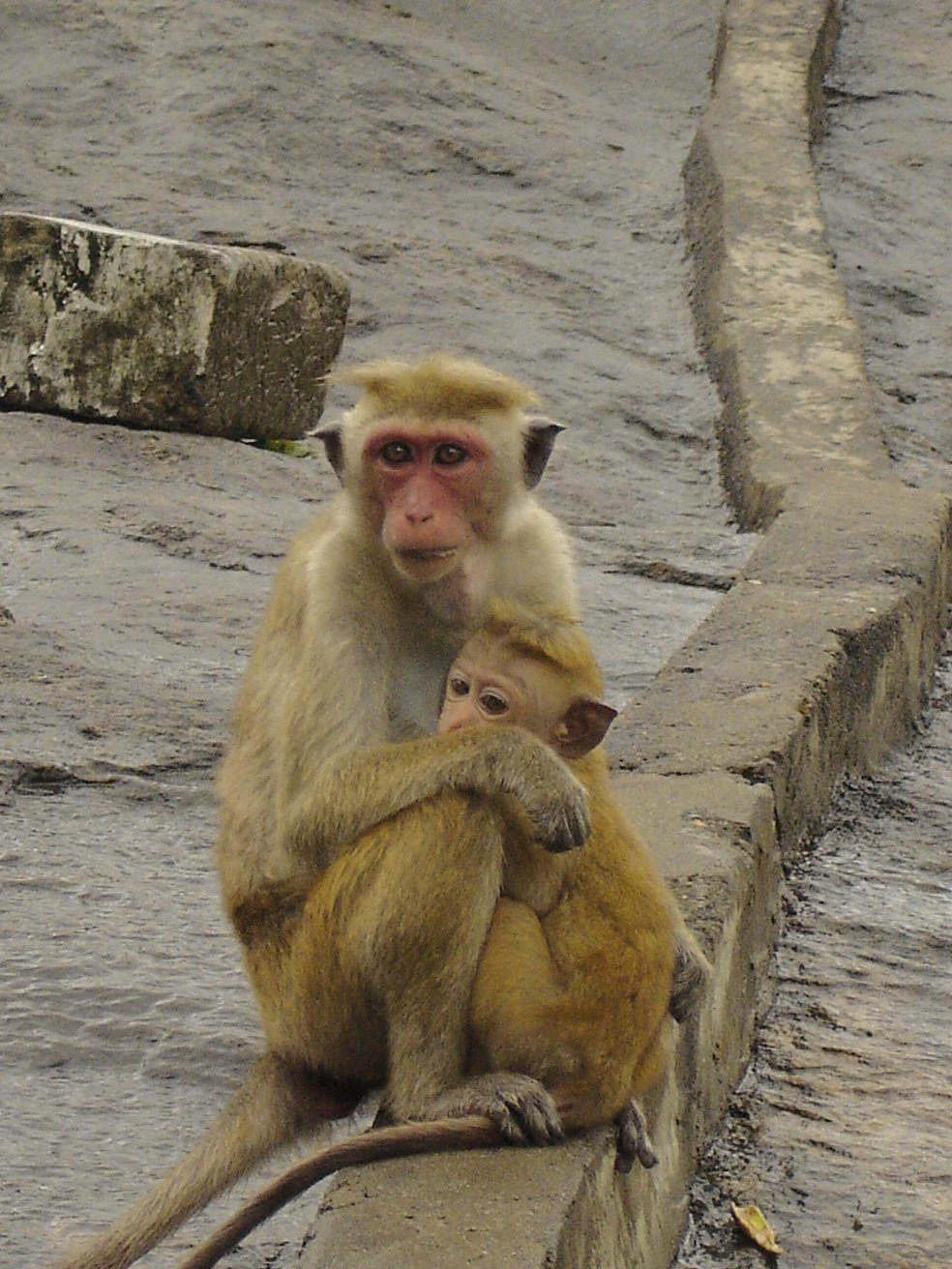 Дамбулла, Шри-Ланка, фото № 51048 – фотографии Шри-Ланки