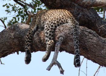 leopard – фотографии ЮАР