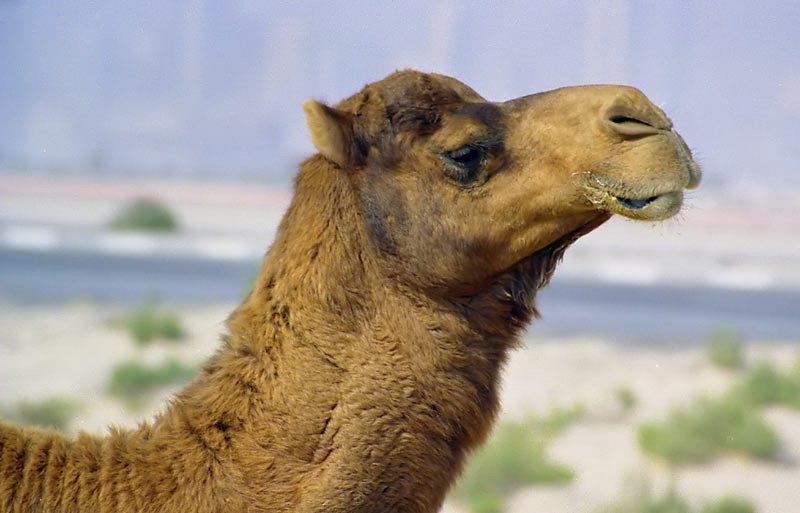 Дубай, ОАЭ, фото № 60745 – фотографии ОАЭ