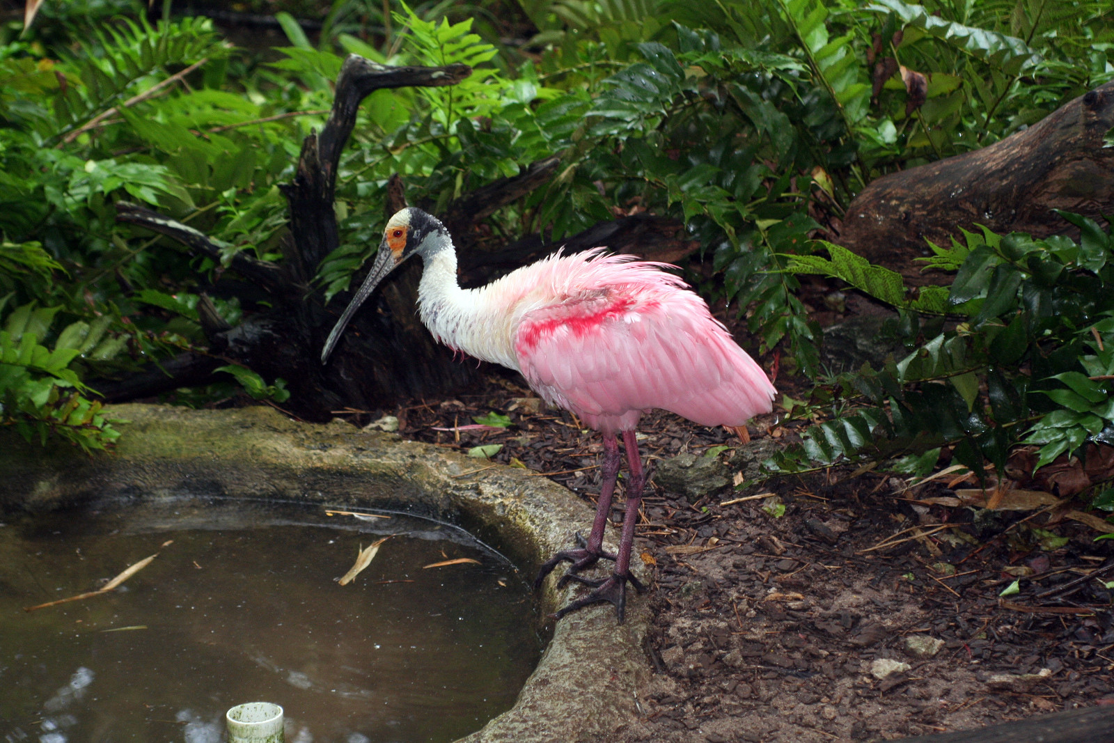 Зоопарк в районе Гамильтона – фотографии Бермудских островов
