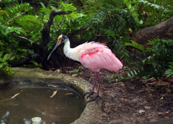 Зоопарк в районе Гамильтона – фотографии Бермудских островов
