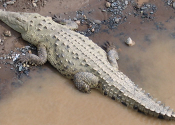 Коста-Рика, фото № 796 – фотографии Коста-Рики