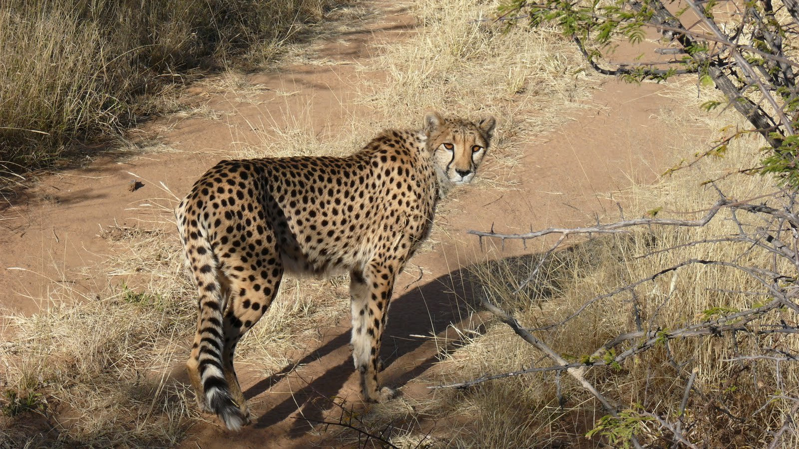 Намибия, фото № 5594 – фотографии Намибии