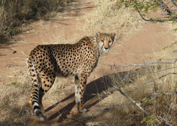 Намибия, фото № 5594 – фотографии Намибии