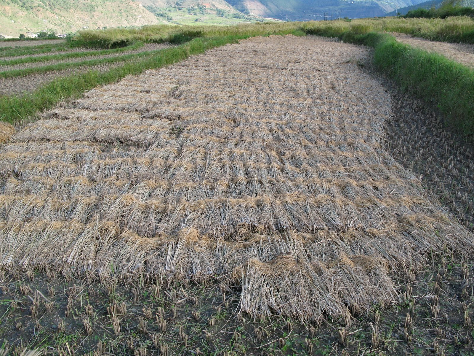 Бутан, фото № 4720 – фотографии Бутана
