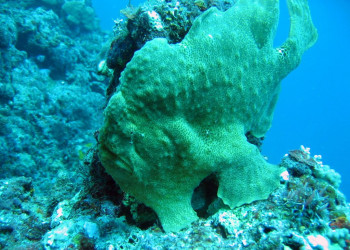 Тихоокеанское государство Вануату (Vanuatu). Фото 9 – фотографии Вануату