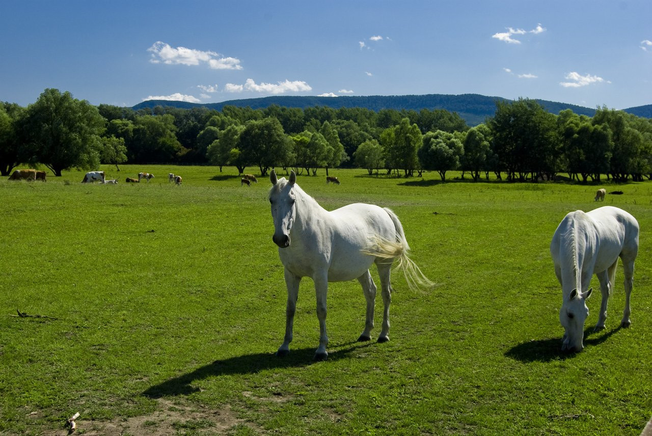 Венгрия, фото № 3711 – фотографии Венгрии