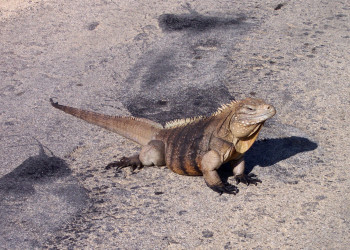 Игуана, остров Кайман-Брак (Cayman Brac Island) – фотографии Каймановых островов
