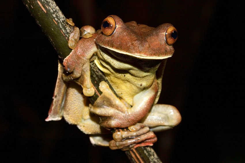 Французская Гвиана, фото № 2128 – фотографии Французской Гвианы