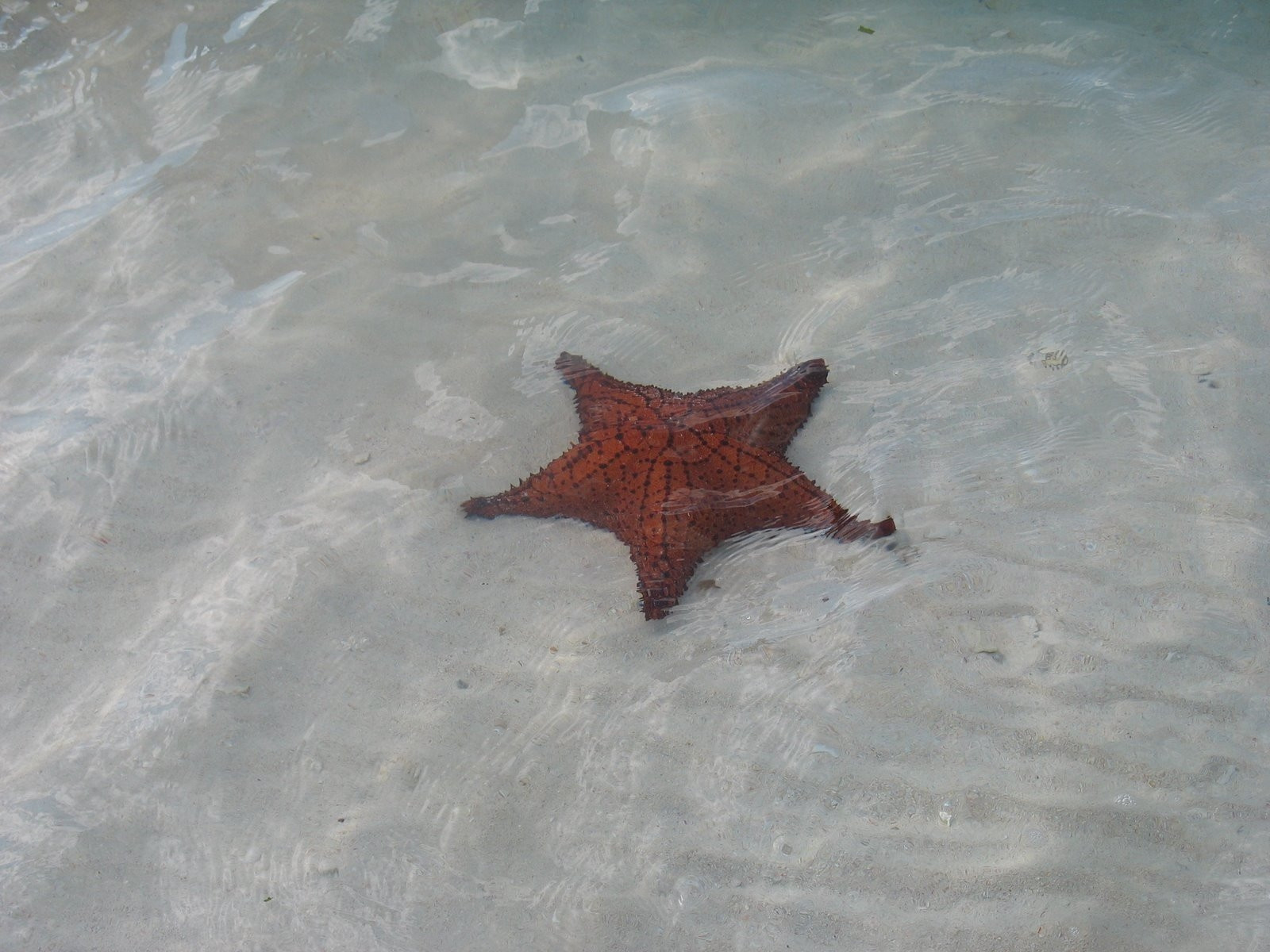 Морская звезда на острове Харбор Айленд, Багамские острова – фотографии Багамских островов