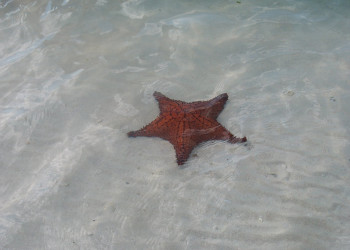 Морская звезда на острове Харбор Айленд, Багамские острова – фотографии Багамских островов