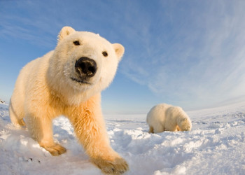 Мишки на острове Врангеля, – фотографии России