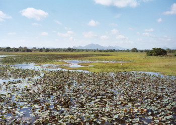 Сигирия, Шри-Ланка, фото № 52252 – фотографии Шри-Ланки