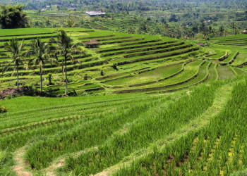 Рисовые террасы Jatiluwih, Бали. Фото 4 – фотографии Индонезии