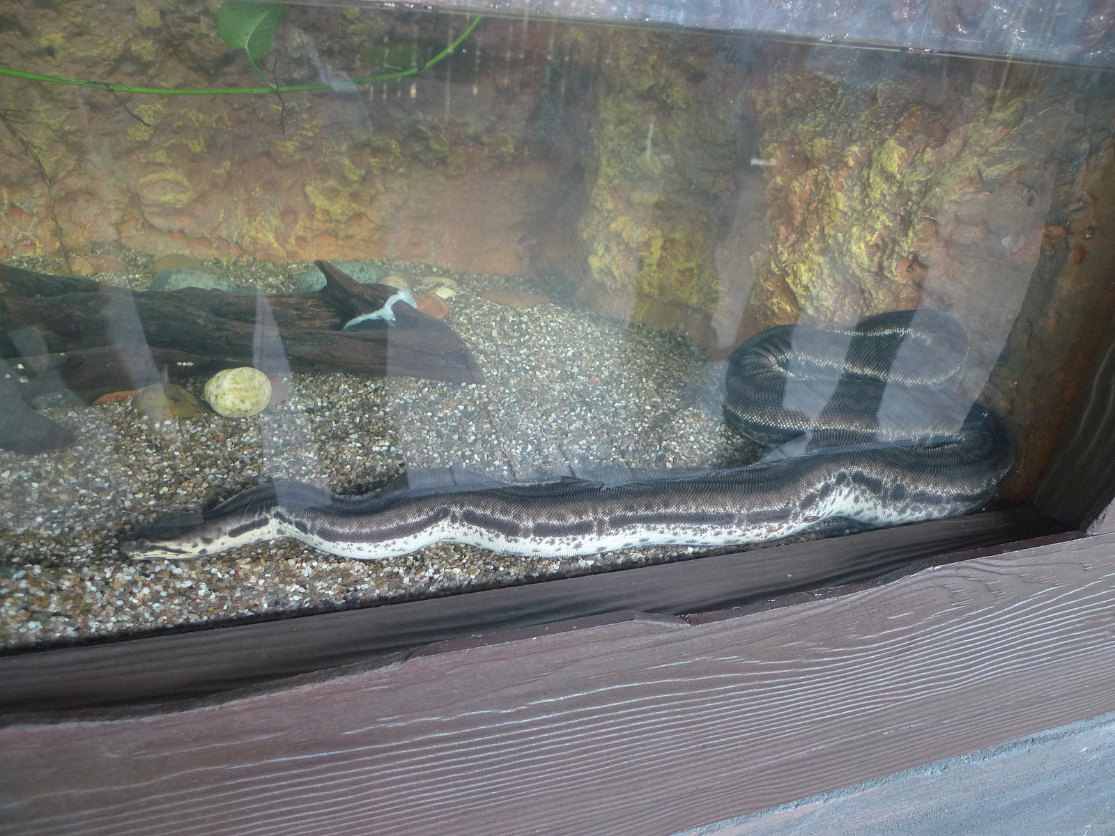 Парк "Речное Сафари" в Сингапуре. Фото 2 – фотографии Сингапура