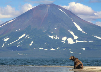 Мишка на фоне вулкана, Камчатка – фотографии России